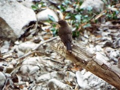 Pyrocephalus rubinus