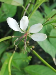 Cleome serrata