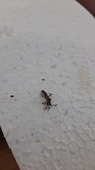 Insecta