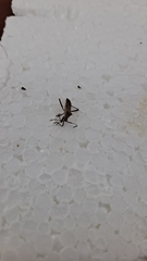 Insecta