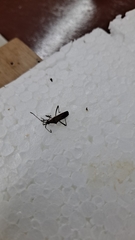 Insecta
