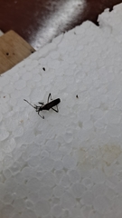 Insecta