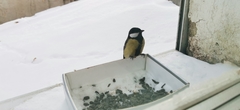 Parus major