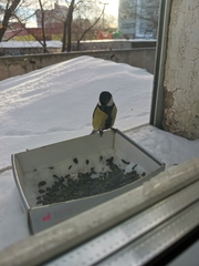 Parus major