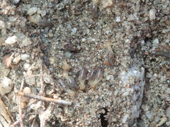 Termitinae