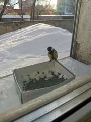 Parus major