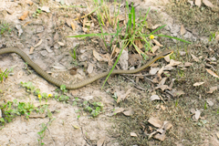 Chironius maculoventris