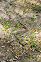 Chironius maculoventris