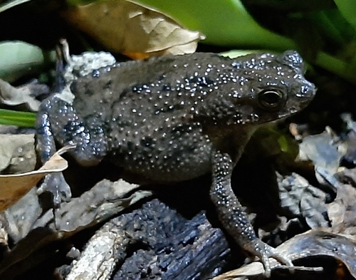 Rivero's Toad, Rhinella humboldti