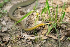 Chironius maculoventris