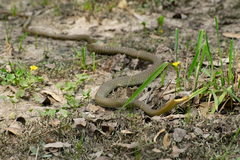 Chironius maculoventris