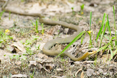 Chironius maculoventris