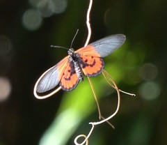 Acraea lia