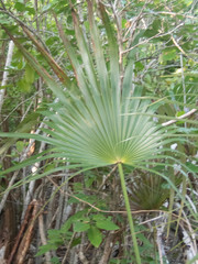 Coccothrinax proctorii