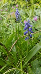 Muscari armeniacum