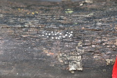 Propolis farinosa