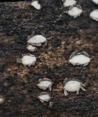 Propolis farinosa