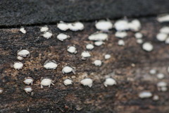 Propolis farinosa