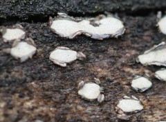 Propolis farinosa