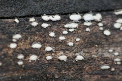 Propolis farinosa