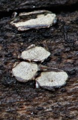 Propolis farinosa