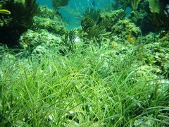 Syringodium filiforme