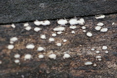 Propolis farinosa