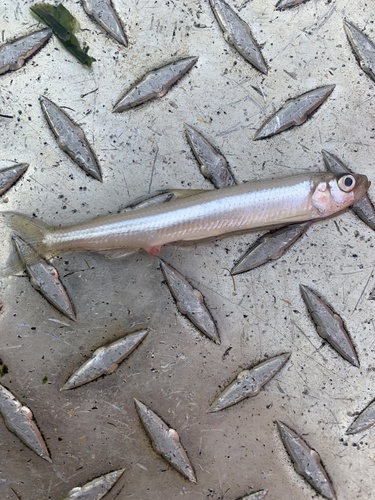 Japanse spiering (Hypomesus nipponensis) — Osmeridae — 2