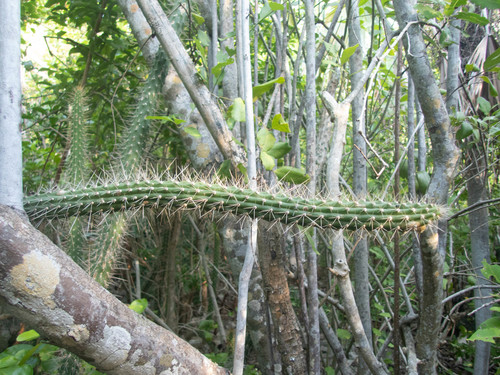 Harrisia caymanensis, photograph 6