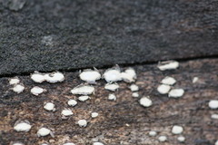 Propolis farinosa