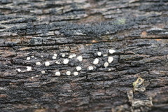 Propolis farinosa