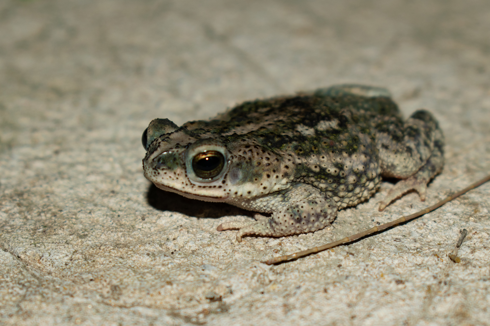 Chaco Granulated Toad Rhinella major iNaturalist Guatemala