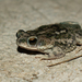 Chaco Granulated Toad - Photo (c) Leandro Bareiro Guiñazú, some rights reserved (CC BY-NC), uploaded by Leandro Bareiro Guiñazú