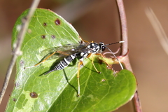 Agonocryptus discoidaloides