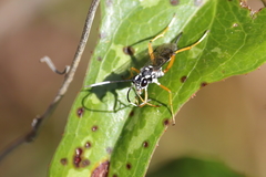 Agonocryptus discoidaloides