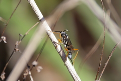 Agonocryptus discoidaloides
