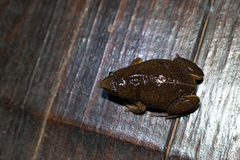 Elachistocleis bicolor