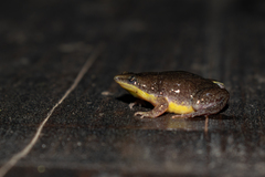 Elachistocleis bicolor