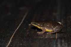 Elachistocleis bicolor