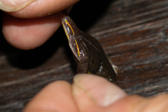 Elachistocleis bicolor