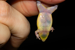 Elachistocleis bicolor