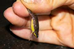 Elachistocleis bicolor