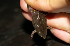 Elachistocleis bicolor