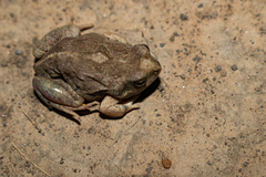 Physalaemus biligonigerus