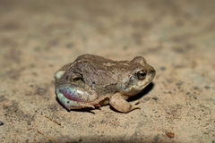 Physalaemus biligonigerus