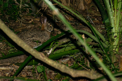 Sylvilagus brasiliensis