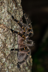 Grammostola pulchripes