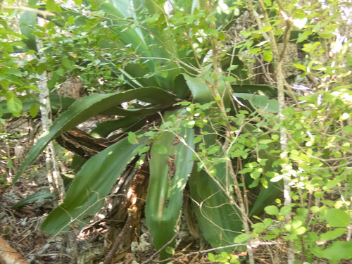 Agave caymanensis