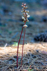 Pyrola aphylla