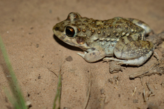 Leptodactylus bufonius